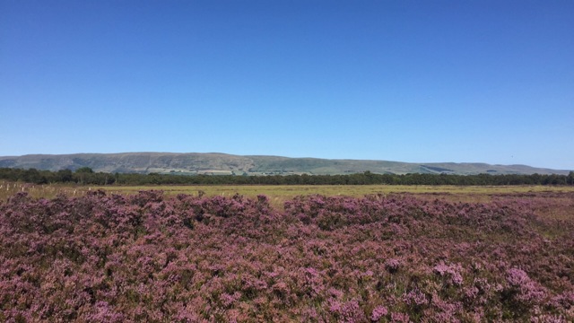 Heather Image